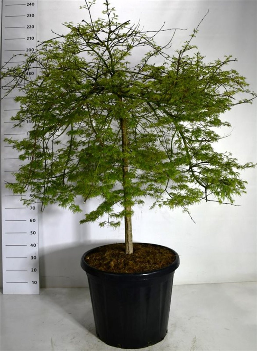 Acer pal. 'Emerald Lace' - 90 CM Stem Cont.